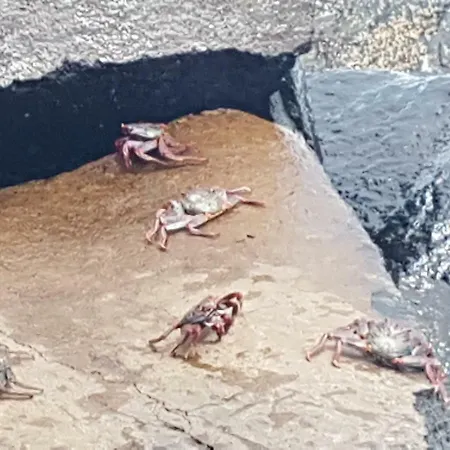 La Caleta Arico 1 *