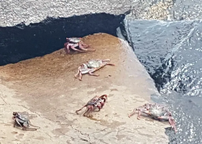 La Caleta Arico 1 *